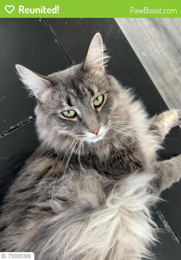 Reunited Male Cat last seen Olympic , Los Angeles, CA 90025