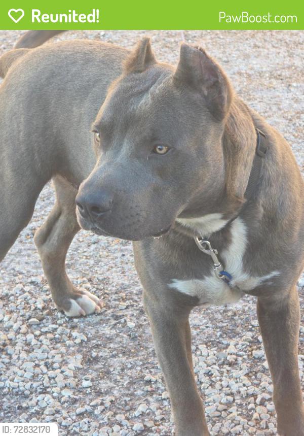 Reunited Male Dog last seen navigation /agnes, Corpus Christi, TX 78408