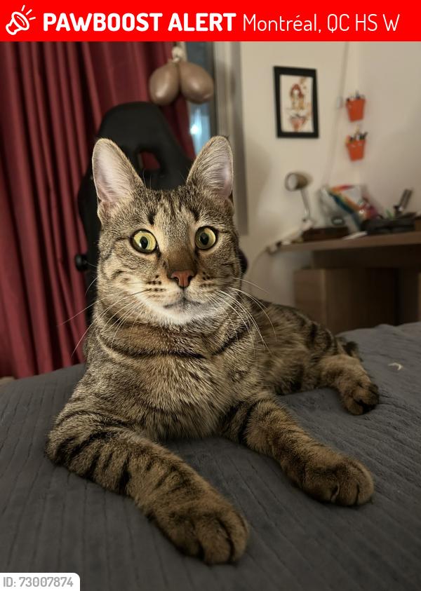 Lost Male Cat last seen Decelles, cotes des neiges, Montréal, QC H3S 1W4