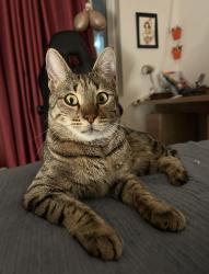 Lost Male Cat last seen Decelles, cotes des neiges, Montréal, QC H3S 1W4