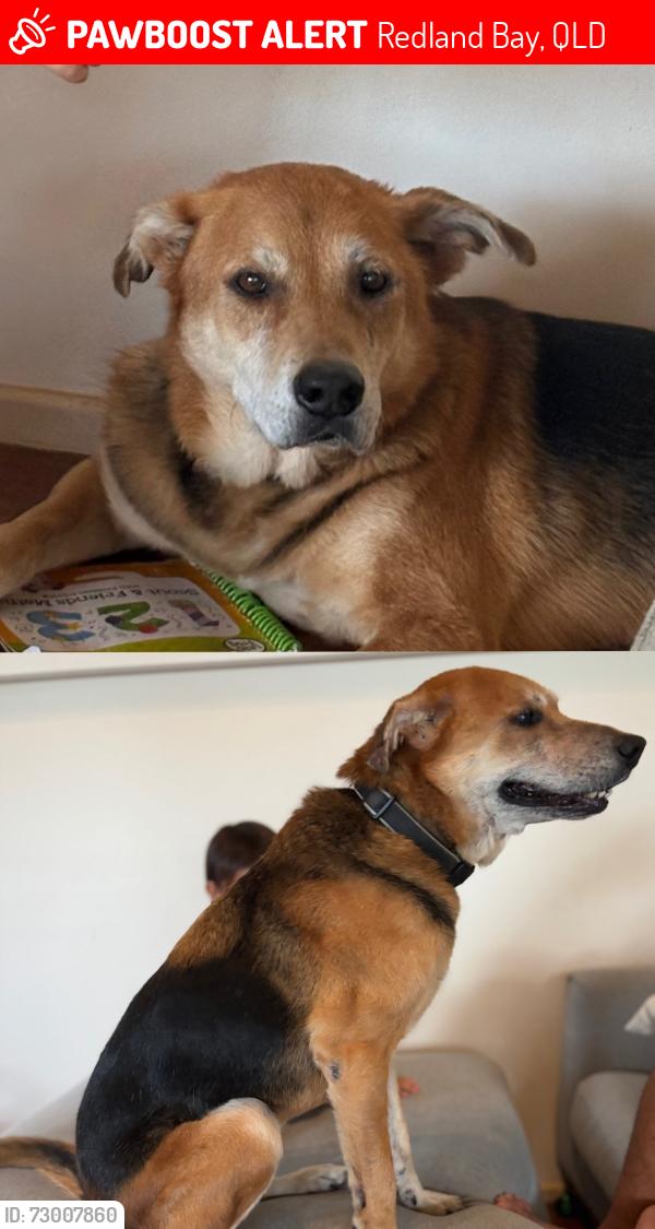 Lost Female Dog last seen Redland Bay Business Park, Redland Bay, QLD 4165