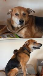 Lost Female Dog last seen Redland Bay Business Park, Redland Bay, QLD 4165