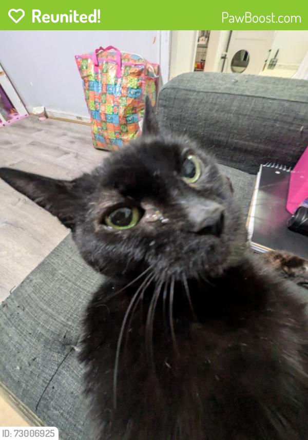 Reunited Female Cat last seen Ria, Laundromat, Nail Salon, Queens, NY 11377