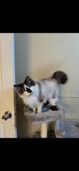 Lost Male Cat last seen ghost hill drive , West Jordan, UT 84081