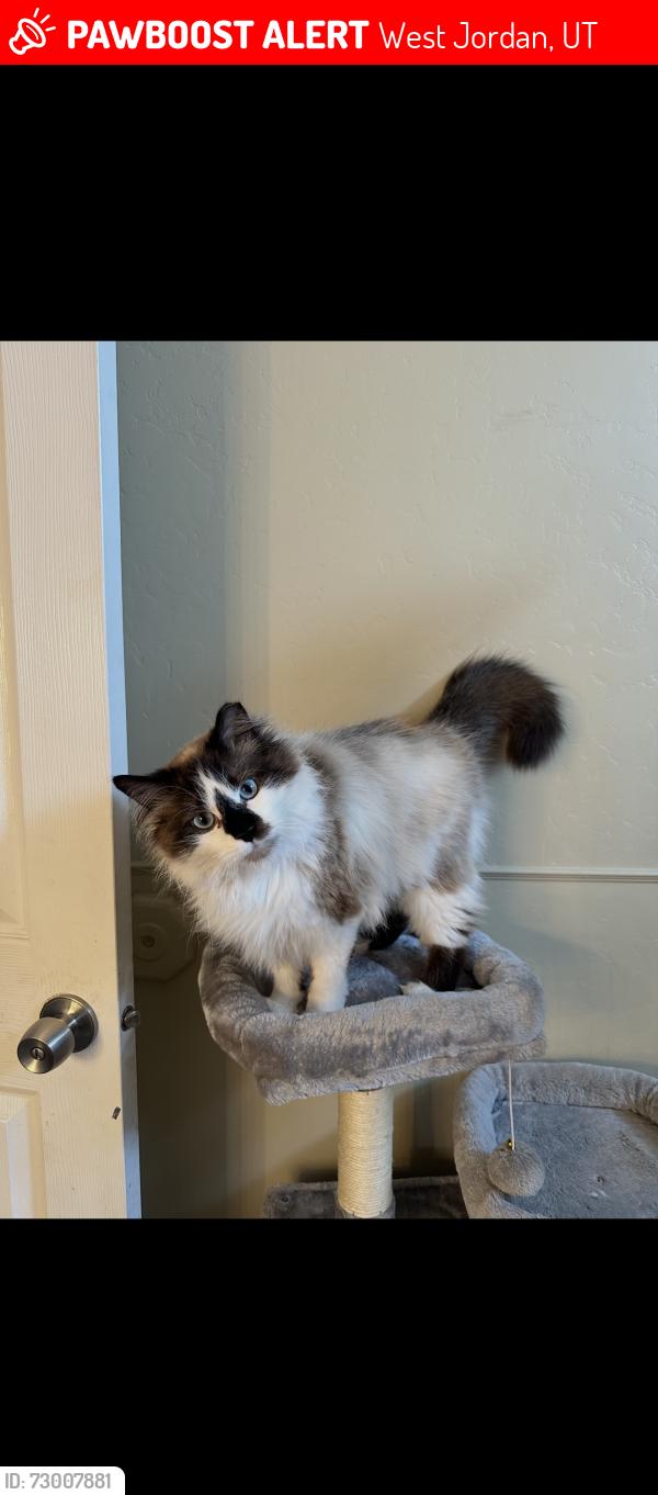 Lost Male Cat last seen ghost hill drive , West Jordan, UT 84081