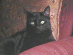 Lost Female Cat last seen OakHill Dr and Cartwright Rd , Missouri City, TX 77459