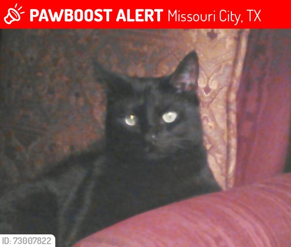 Lost Female Cat last seen OakHill Dr and Cartwright Rd , Missouri City, TX 77459