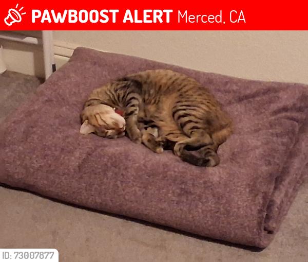 Lost Female Cat last seen Solstice ave, Merced, CA 95348
