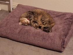 Lost Female Cat last seen Solstice ave, Merced, CA 95348