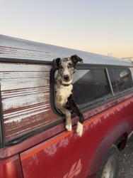 Lost Female Dog last seen Muldrow Dam, Muldrow, OK 74948