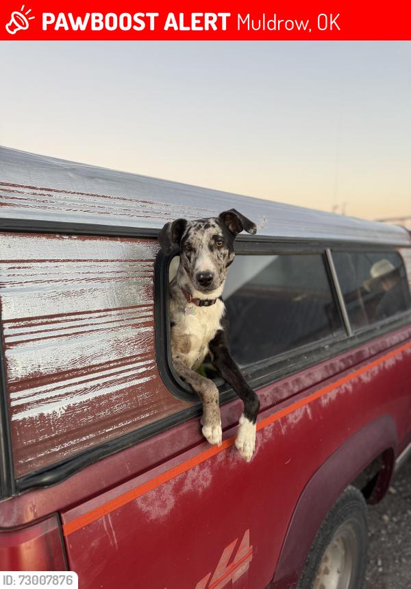 Lost Female Dog last seen Muldrow Dam, Muldrow, OK 74948