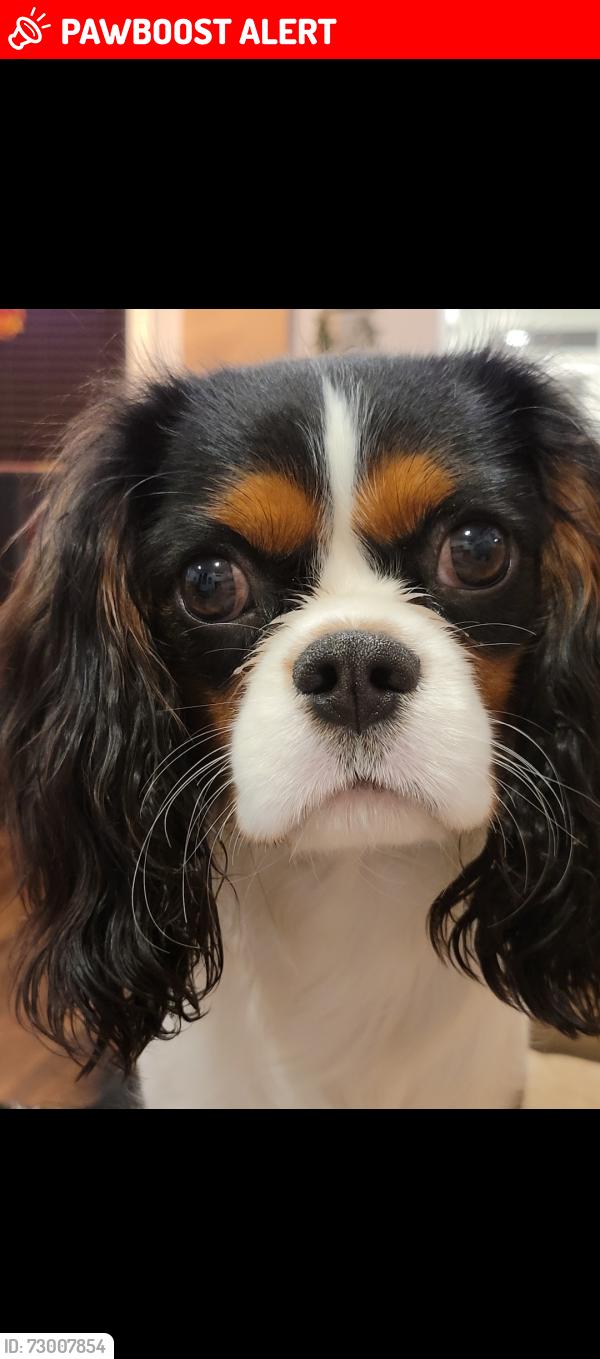 Lost Male Dog last seen North Colebrook Road & Creek Road, Lancaster County, PA 17545