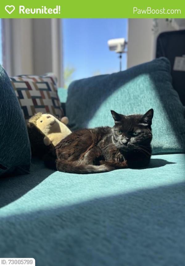 Reunited Male Cat last seen Near Teel Pkwy between Panther Creek and El Dorado, Frisco, TX 75033