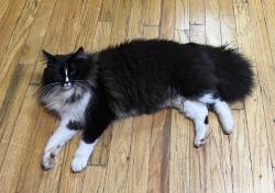 Lost Male Cat last seen Piedmont Rd, Burke County, NC 28655