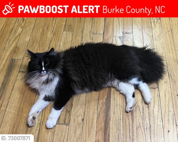 Lost Male Cat last seen Piedmont Rd, Burke County, NC 28655