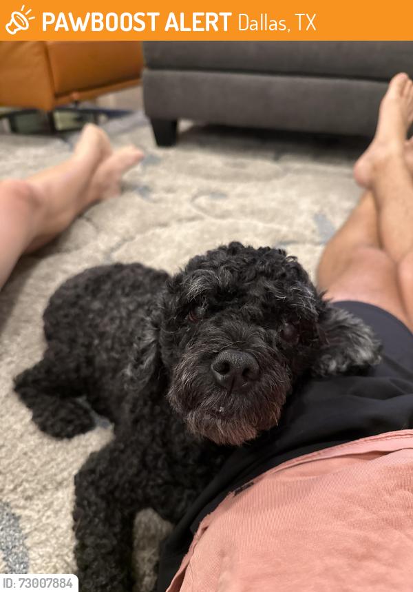 Found/Stray Male Dog last seen Alpha and meandering, Dallas, TX 75240