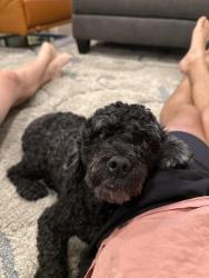 Found/Stray Male Dog last seen Alpha and meandering, Dallas, TX 75240