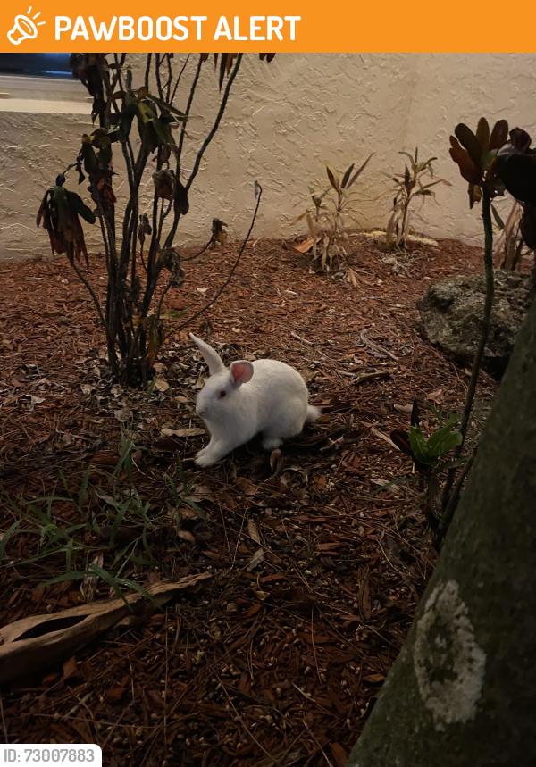 Found/Stray Male Rabbit last seen Royal Palm Beach High School, Royal Palm Beach, FL 33411