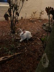 Found/Stray Male Rabbit last seen Royal Palm Beach High School, Royal Palm Beach, FL 33411