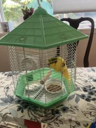 Found/Stray Female Bird last seen 185th and Richmond Beach Rd, Shoreline, WA 98133