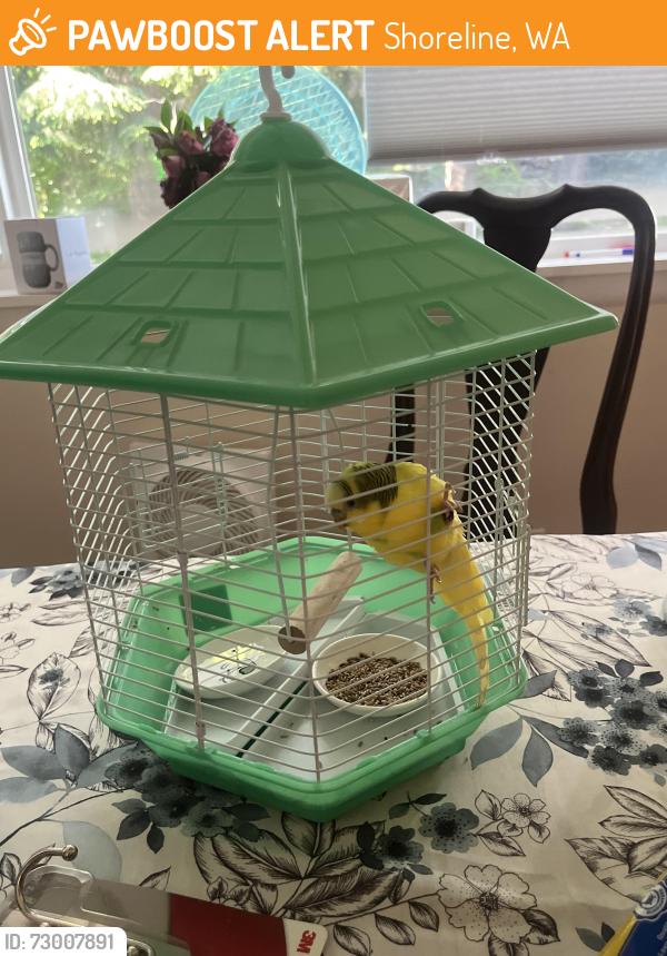 Found/Stray Female Bird last seen 185th and Richmond Beach Rd, Shoreline, WA 98133