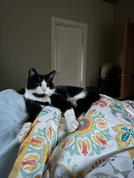 Lost Male Cat last seen Near Dimm Street, Richmond CA 94805, Richmond, CA 94805