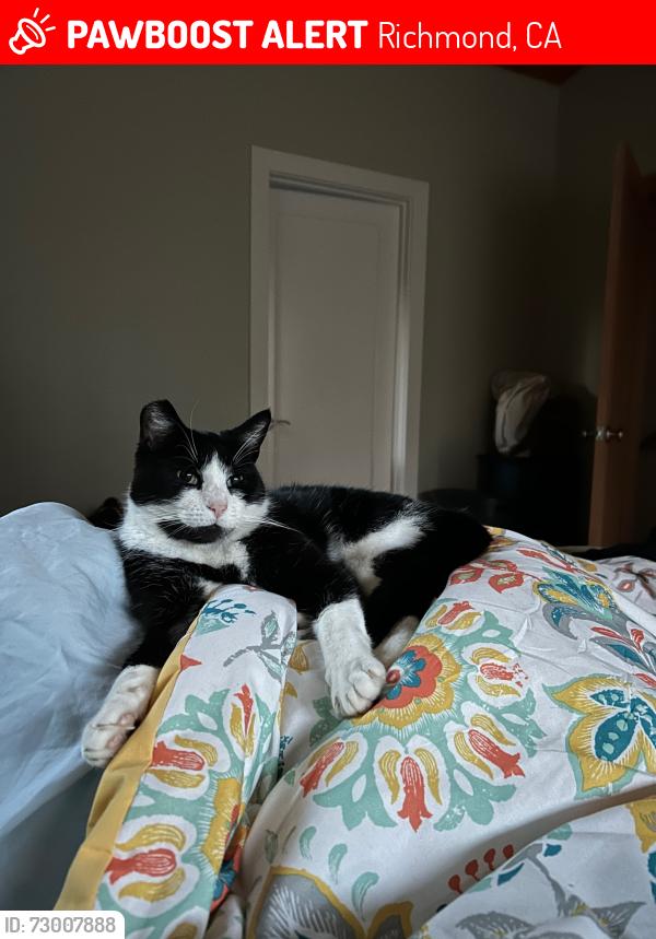 Lost Male Cat last seen Near Dimm Street, Richmond CA 94805, Richmond, CA 94805