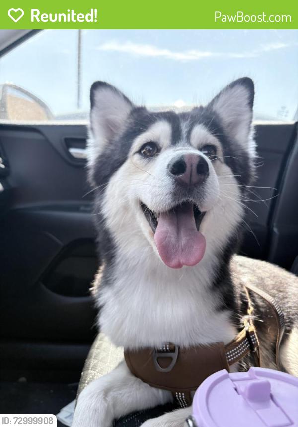 Reunited Female Dog last seen Near garden-city hwy and la mesa st , Midland, TX 79701