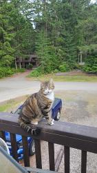 Lost Female Cat last seen Bayview and Ebbert by banner forest, Kitsap County, WA 98367