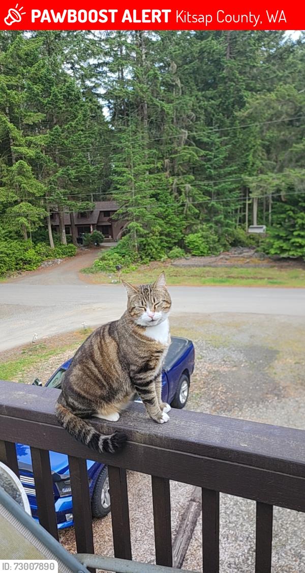 Lost Female Cat last seen Bayview and Ebbert by banner forest, Kitsap County, WA 98367
