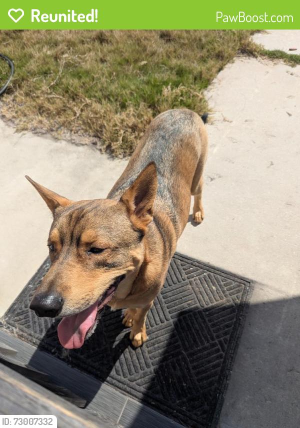 Reunited Male Dog last seen Palm Ave and 16th Street , National City, CA 91950