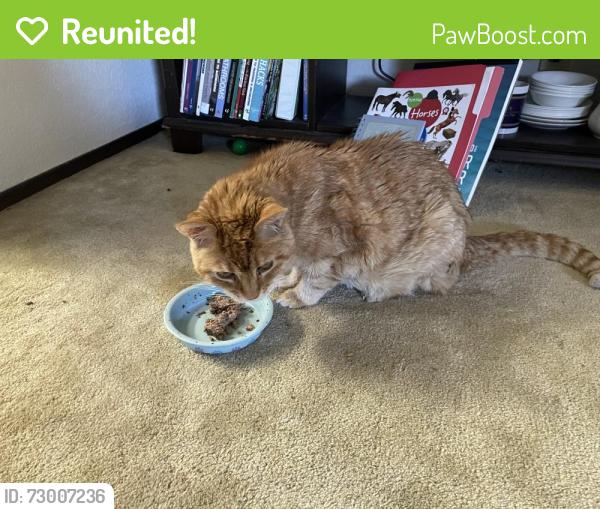 Reunited Male Cat last seen Sungarden and Sunrise, Citrus Heights, CA 95610