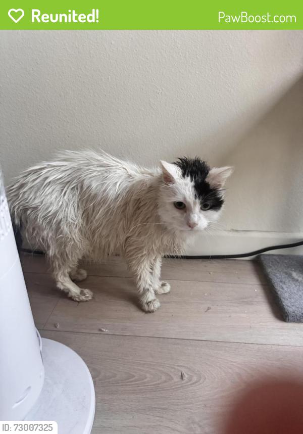 Reunited Male Cat last seen 4th and Commonwealth , Los Angeles, CA 90020