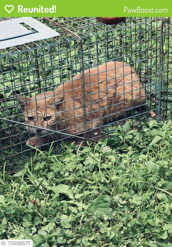 Reunited Unknown Cat last seen Evergreen Rd, Louisville, KY 40223