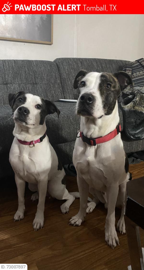 Lost Male Dog last seen Near and champions forest, Tomball, TX 77375