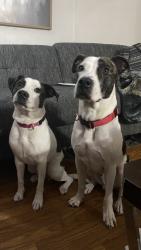 Lost Male Dog last seen Near and champions forest, Tomball, TX 77375