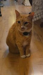 Lost Female Cat last seen Peak & Munger Avenue , Dallas, TX 75204