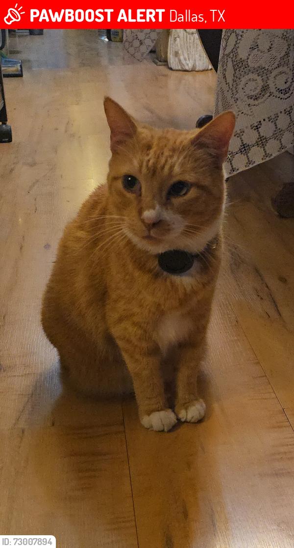 Lost Female Cat last seen Peak & Munger Avenue , Dallas, TX 75204