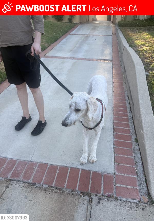 Lost Male Dog last seen Olympic & Masellin, Los Angeles, CA 90036
