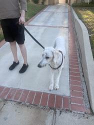 Lost Male Dog last seen Olympic & Masellin, Los Angeles, CA 90036