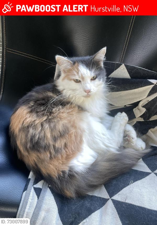 Lost Female Cat last seen Hurstville Oval, Hurstville, NSW 2220