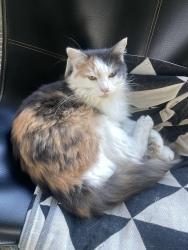 Lost Female Cat last seen Hurstville Oval, Hurstville, NSW 2220