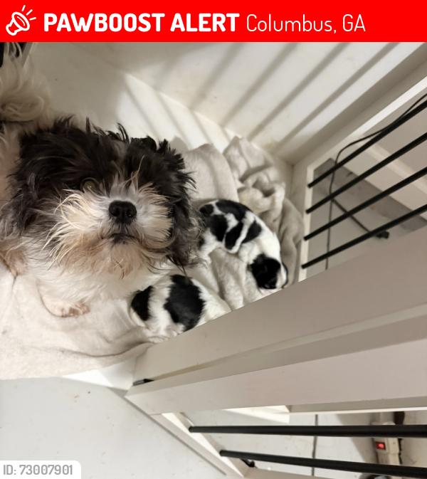 Lost Female Dog last seen Front yard, Columbus, GA 31909