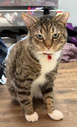Reunited Male Cat last seen Rippling brook drive and bel pre drive , Silver Spring, MD 20906