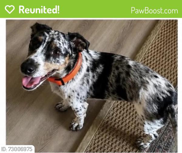 Reunited Male Dog last seen Southern Ave and Mill Ave , Tempe, AZ 85282