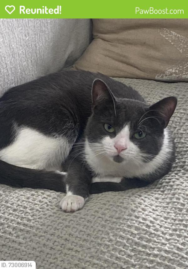 Reunited Male Cat last seen Government Aly, Sacramento, CA, USA, Sacramento, CA 95811