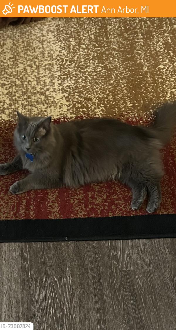 Found/Stray Male Cat last seen The Villas at Main Street, Ann Arbor, MI 48103