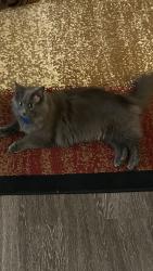 Found/Stray Male Cat last seen The Villas at Main Street, Ann Arbor, MI 48103