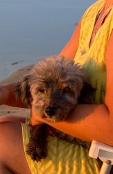 Lost Female Dog last seen Esporte Clube São José , Santa Maria Goretti, RS 91712-073