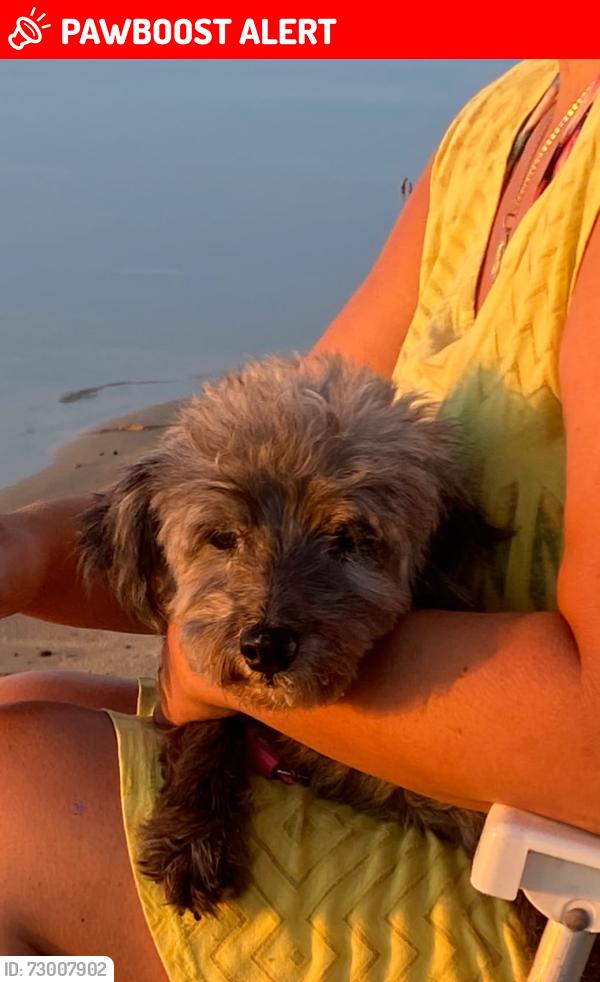 Lost Female Dog last seen Esporte Clube São José , Santa Maria Goretti, RS 91712-073
